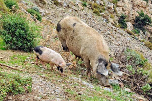 Motorrad fahren - Sardinien - Schweine im Bergland von Gennargentu ©Heinz E. Studt
